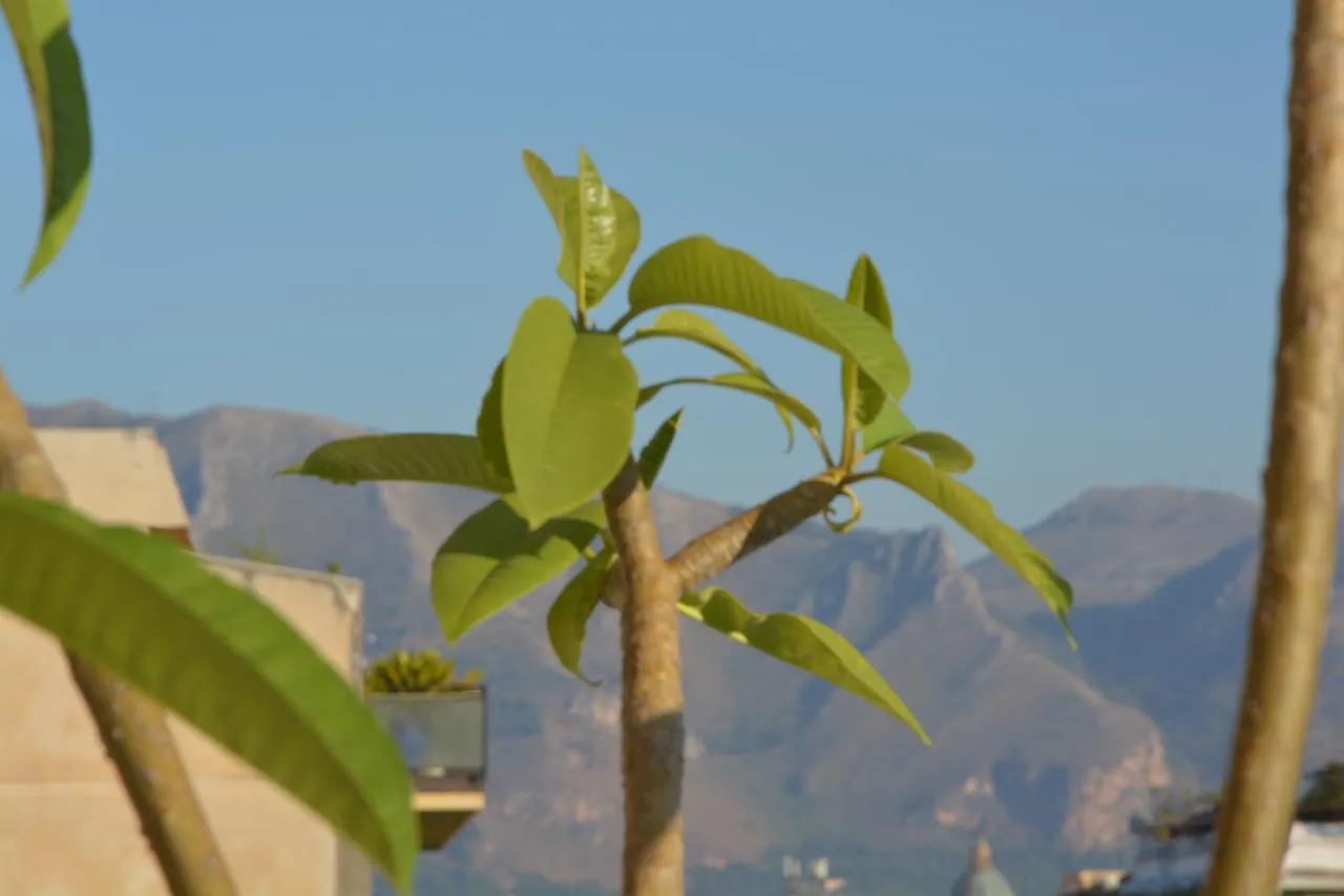 B&B Attico 33 Palermo
